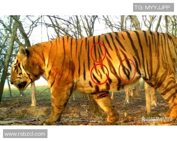 英国足球明星老虎的传奇故事与辉煌成就揭秘